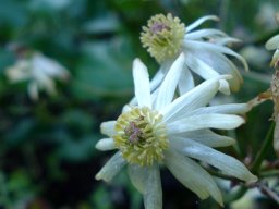Anemone vesicatoria white flower